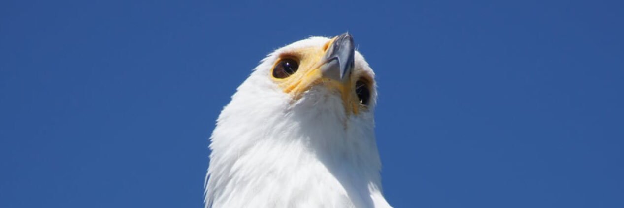 nostaeb's profile banner image