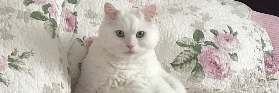 SMERALGLENLER's profile banner image