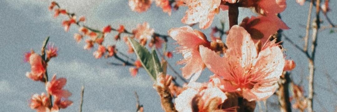 maricancian's profile banner image
