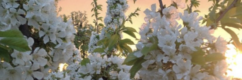 _elsie_'s profile banner image