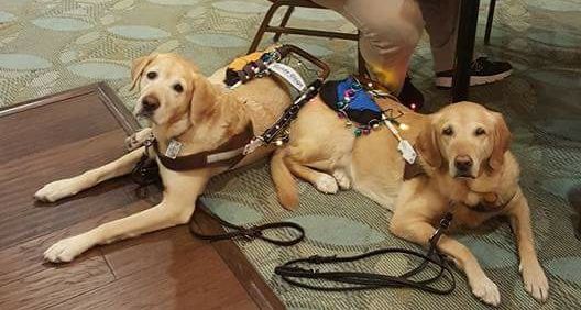 GuideLightDogs's profile banner image