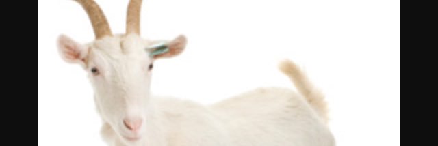 macthegoat's profile banner image
