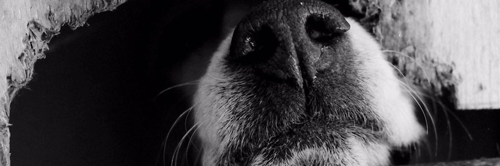 Los buenos somos más banner