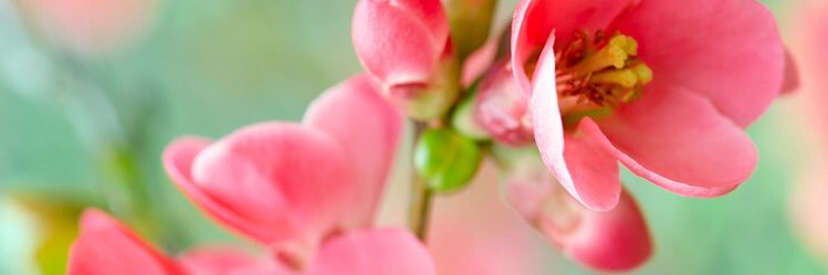 carolrhea's profile banner image