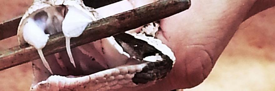 Toganim's profile banner image