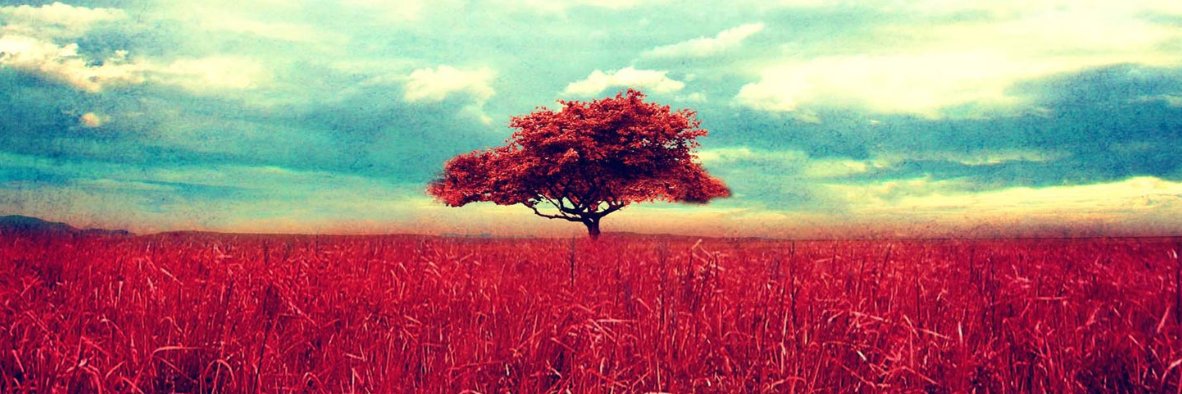 melisynal's profile banner image