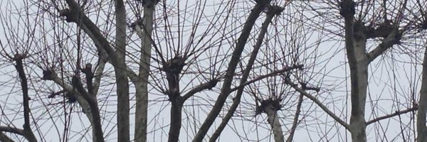 MindRheo Profile Banner