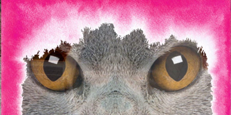 juniper36weber1's profile banner image