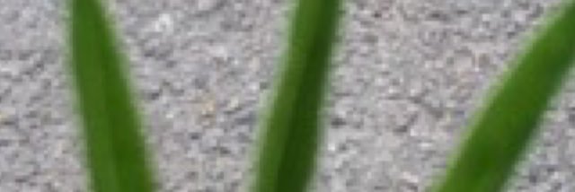 DannertOlle's profile banner image