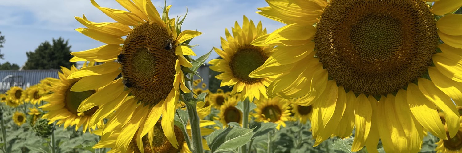 lynnbennettward's profile banner image