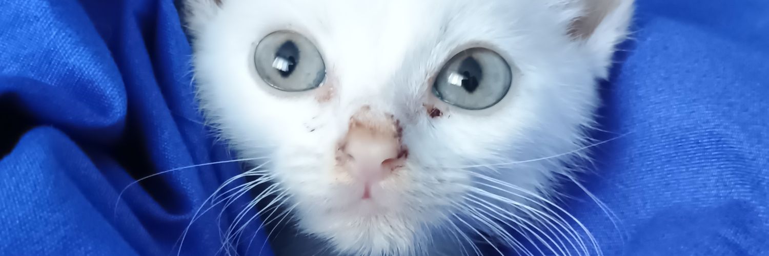 MikiPrintzesa's profile banner image