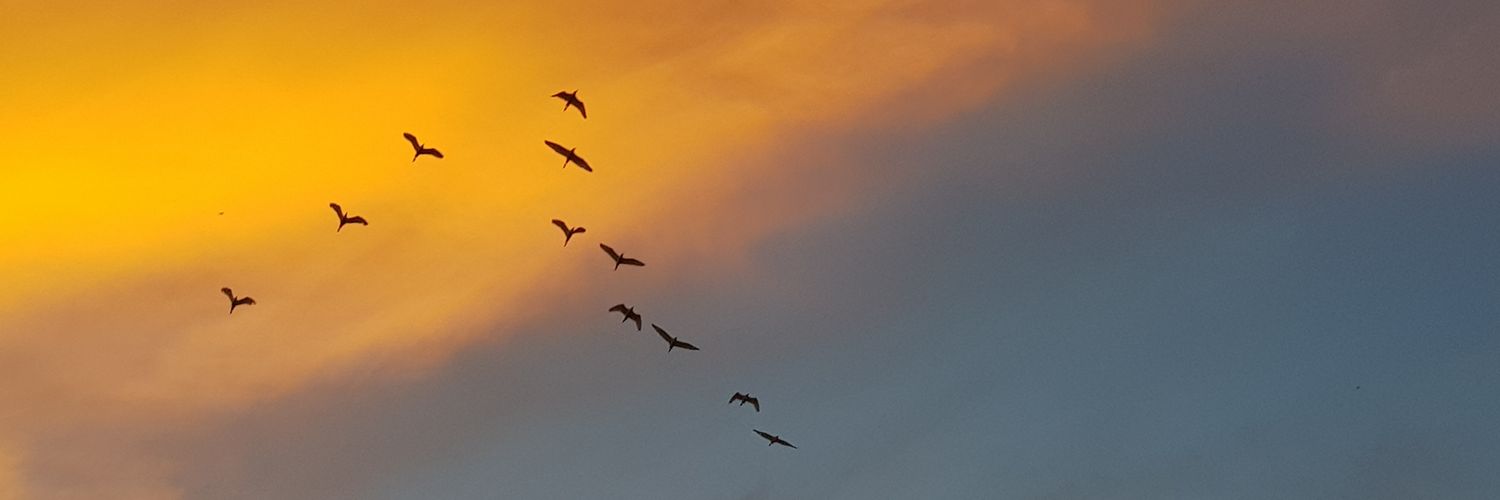 parceiro_dudu's profile banner image