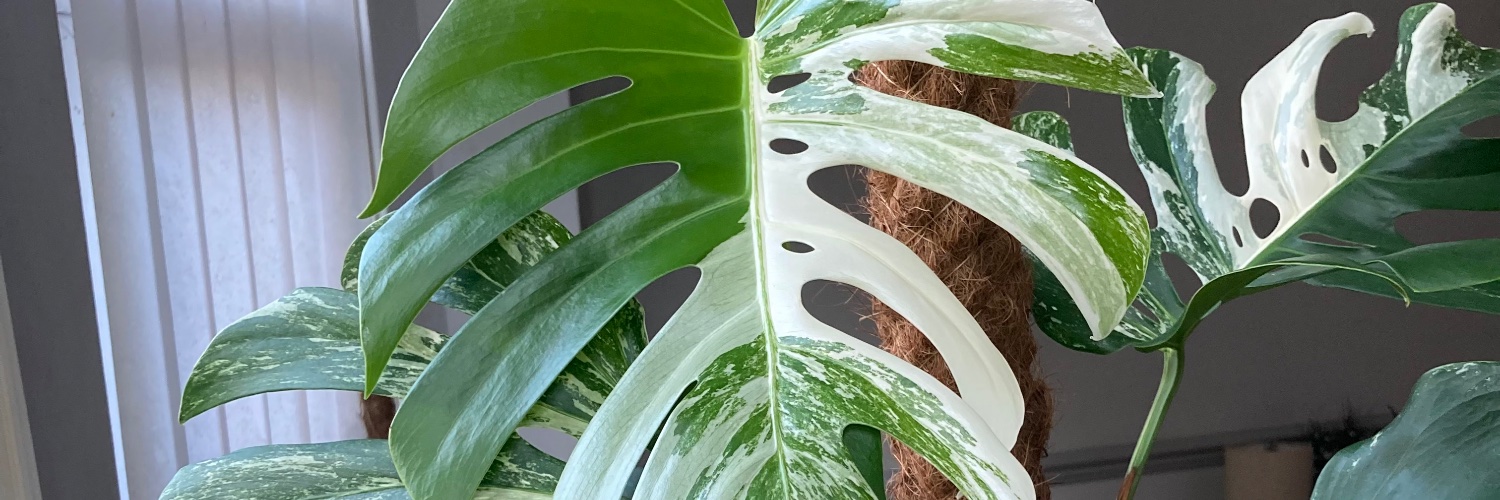 Dr Tom Rawlings banner