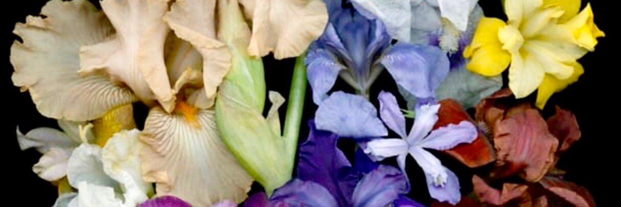 KarenMema's profile banner image