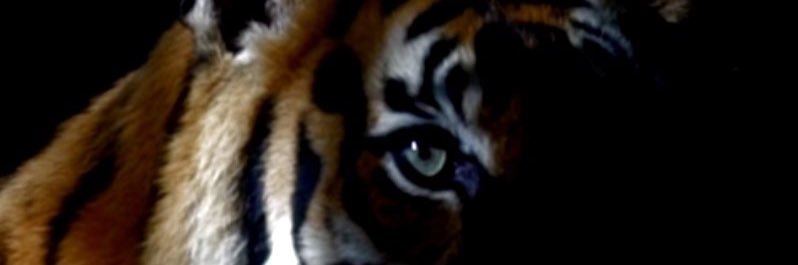 NynexTrading's profile banner image