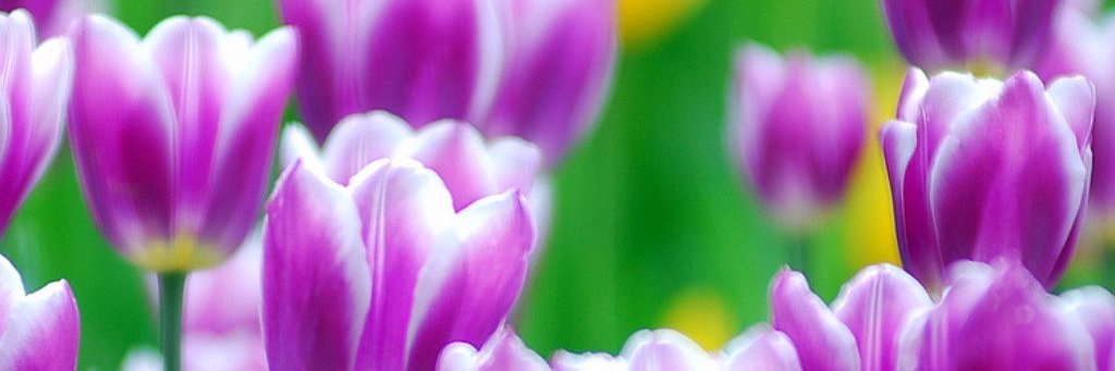 Julianadomo's profile banner image