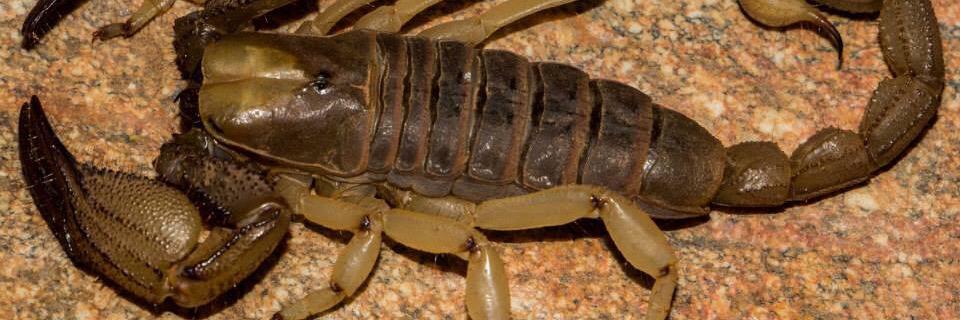 Armin du Preez banner