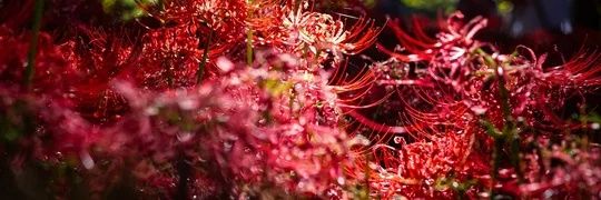 𖥔⟡☾⃝꙳꒰ঌ ꩇυꭈժꫀꭈ ժᨵᥣᥣ໒꒱☾⃝꙳⟡𖥔 banner