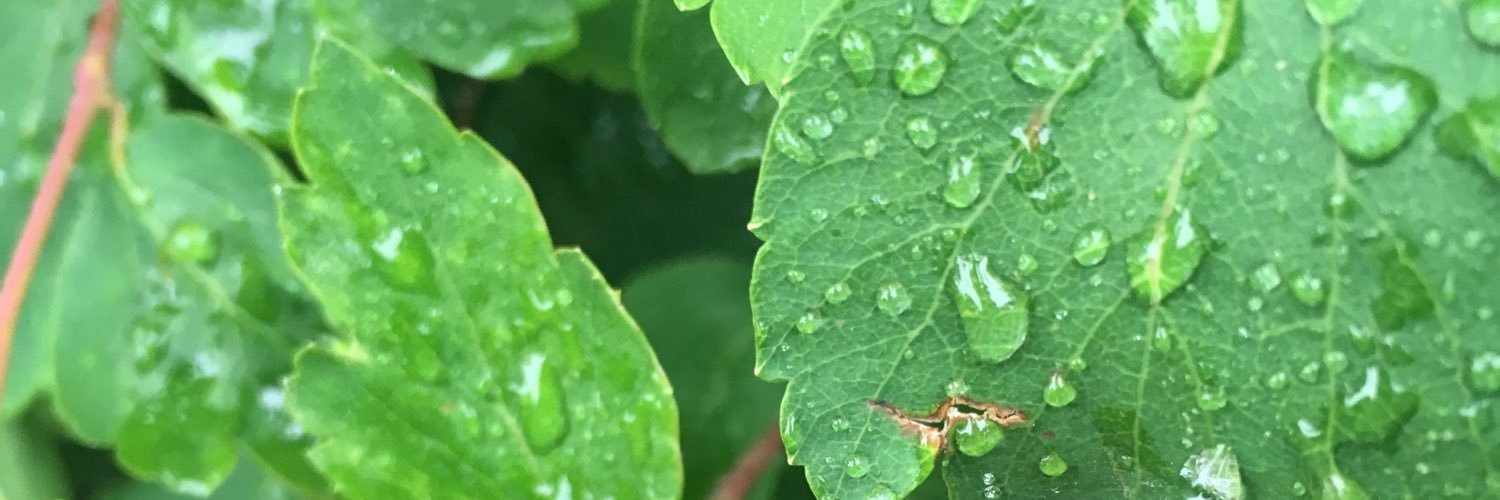 emma_leanax's profile banner image