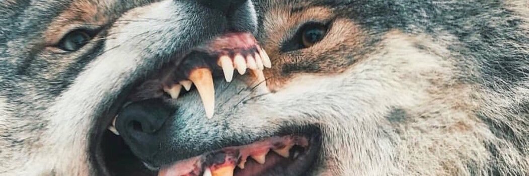 RayanMF's profile banner image