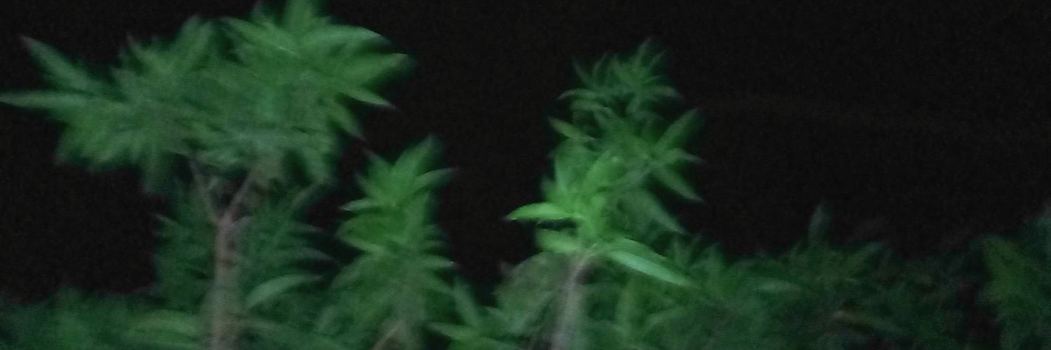 marwapary's profile banner image