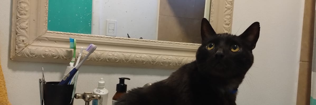SofiCutini's profile banner image