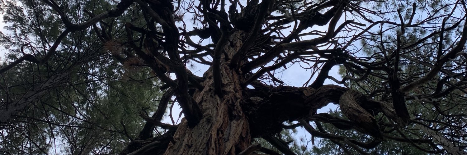 CaleighStrother's profile banner image