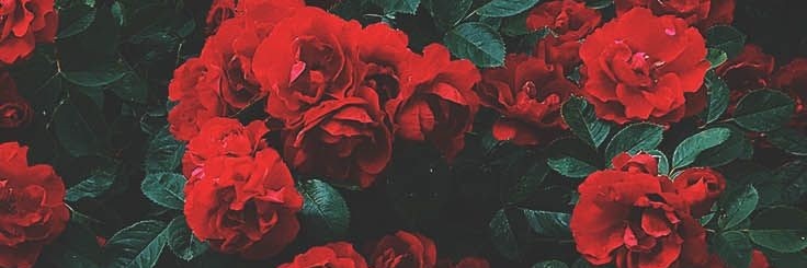 xulies_'s profile banner image