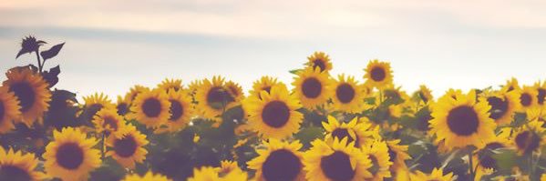 rah_bug's profile banner image