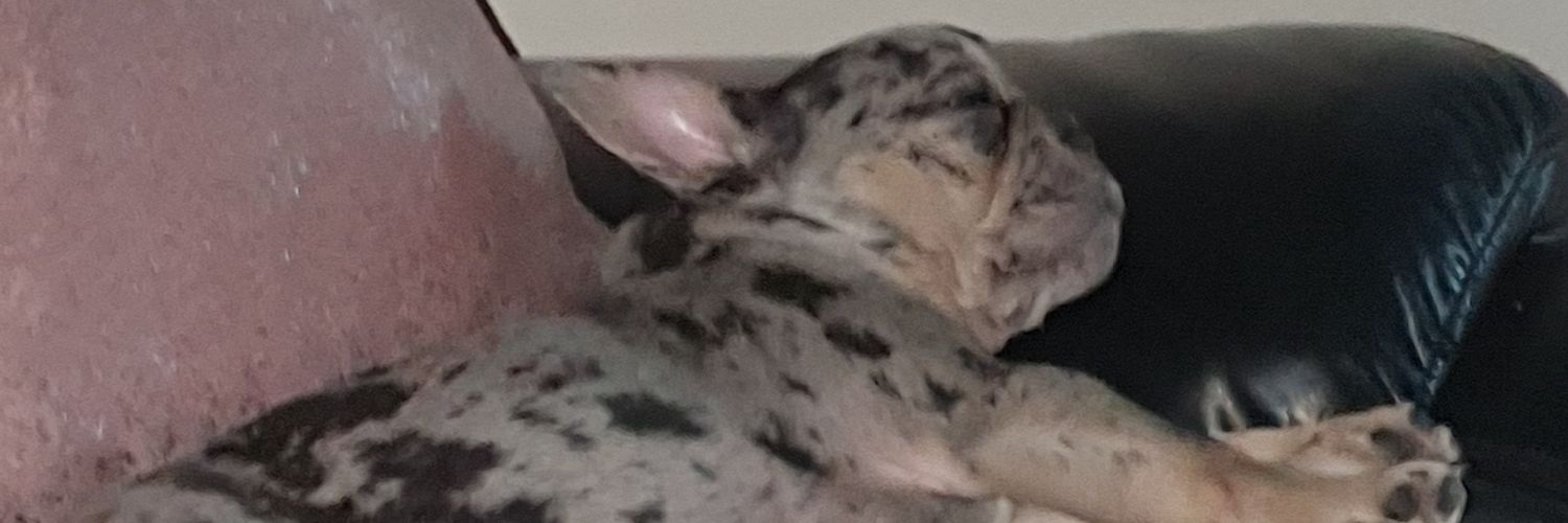 JulieSiamese's profile banner image