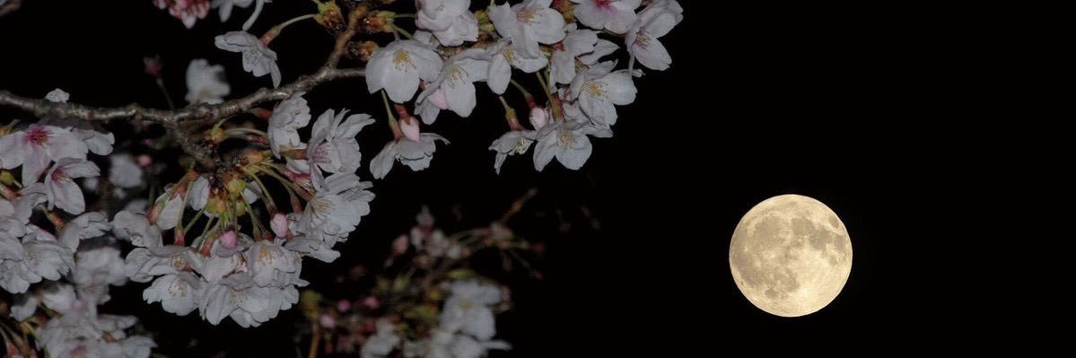 ElmiAlHashimi's profile banner image