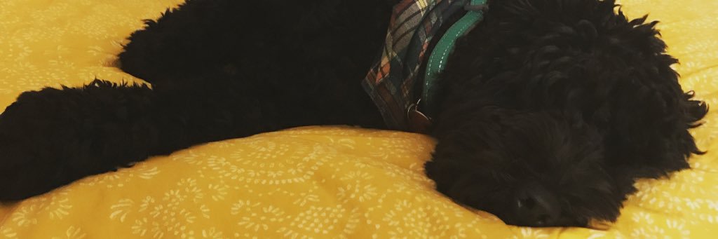 MegcSullivan's profile banner image
