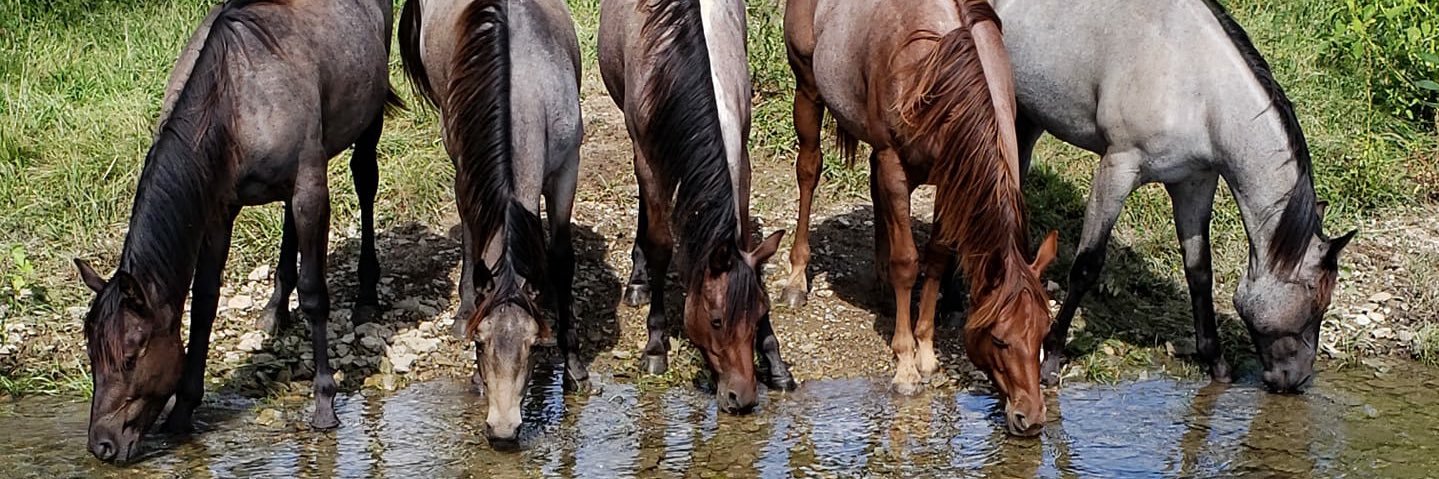 ashton_western's profile banner image