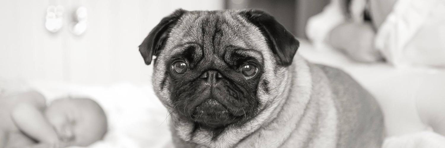 arthurpugs's profile banner image
