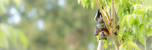batslab Profile Banner
