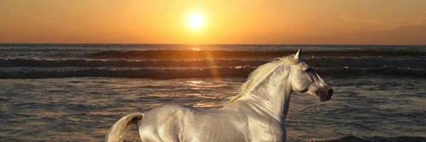 Farrier Algarve Profile Banner