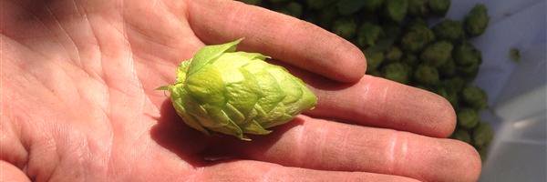 Northern Girls Hops banner