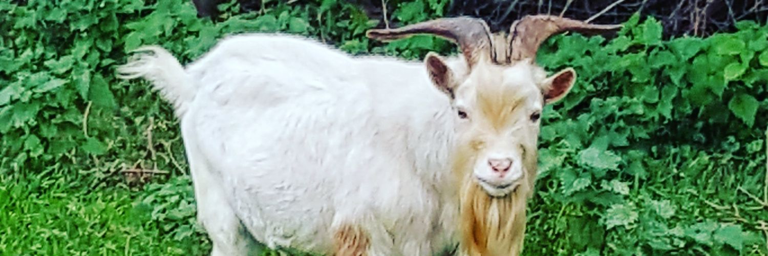 aureldelp's profile banner image