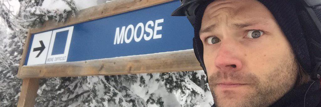 SpiritAniMoose's profile banner image