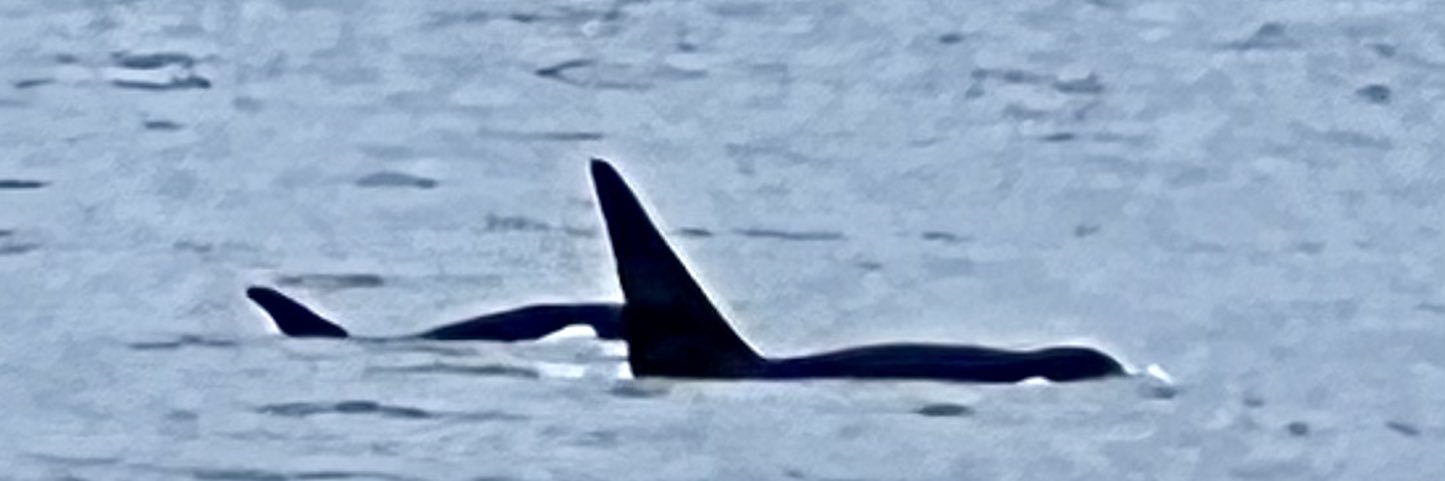 BillytheKid_Jr banner