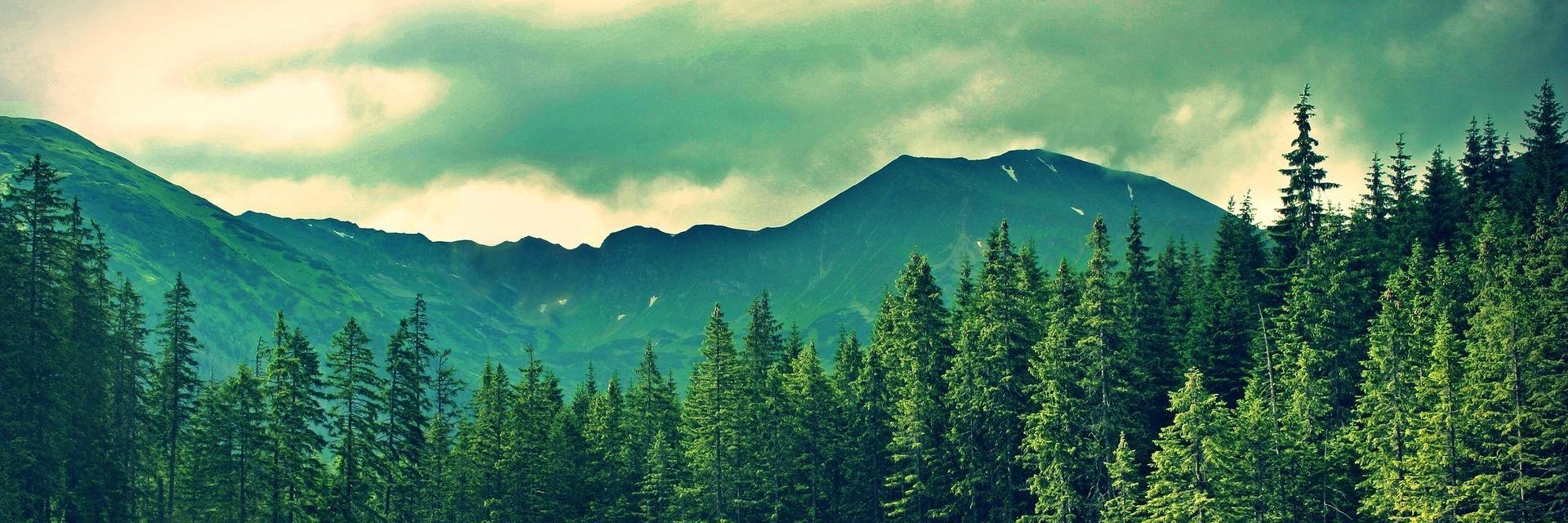 tweeticah's profile banner image