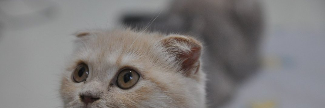 Araceli9980 banner