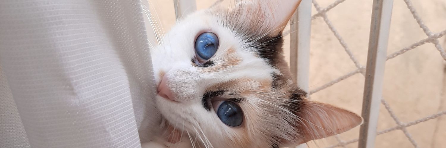 morsukeh's profile banner image