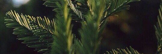 okeaaaan's profile banner image