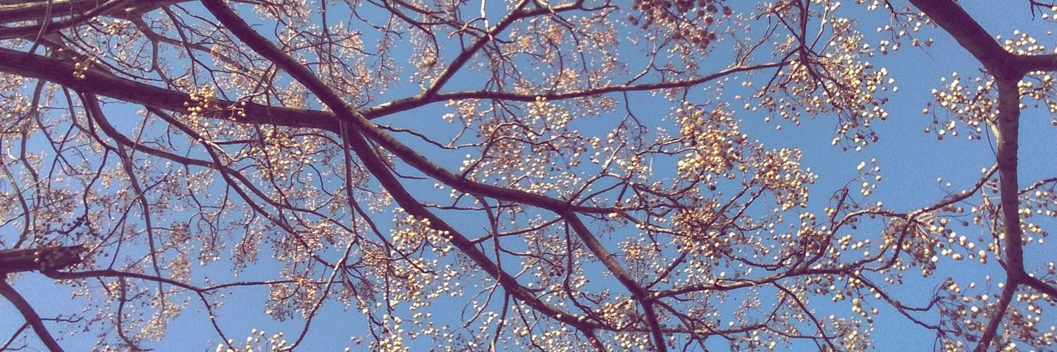 MicaCalli's profile banner image