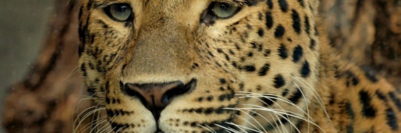 RecalcitrantRex's profile banner image