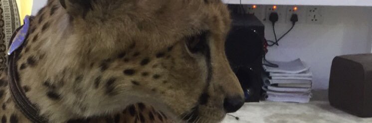 roozo99's profile banner image