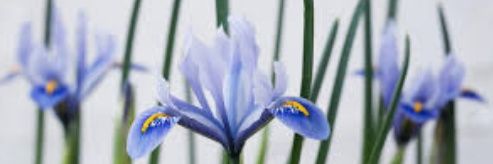 HLC_Heather's profile banner image