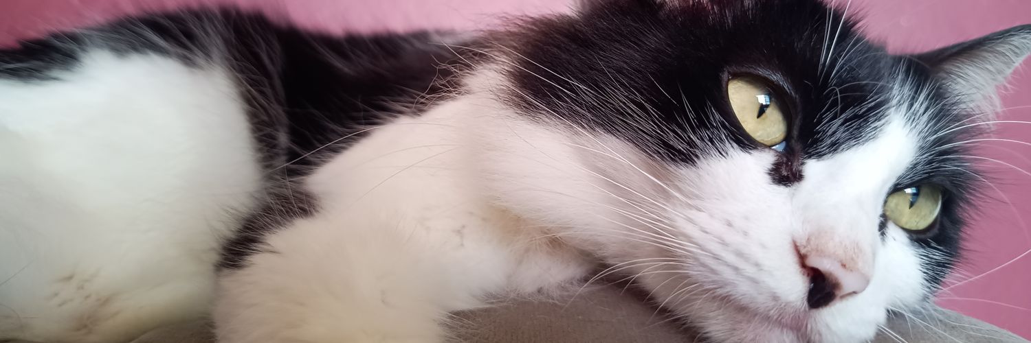 mariadudax_'s profile banner image