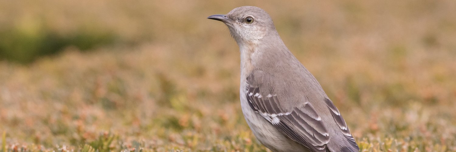 Lauren Tucker banner